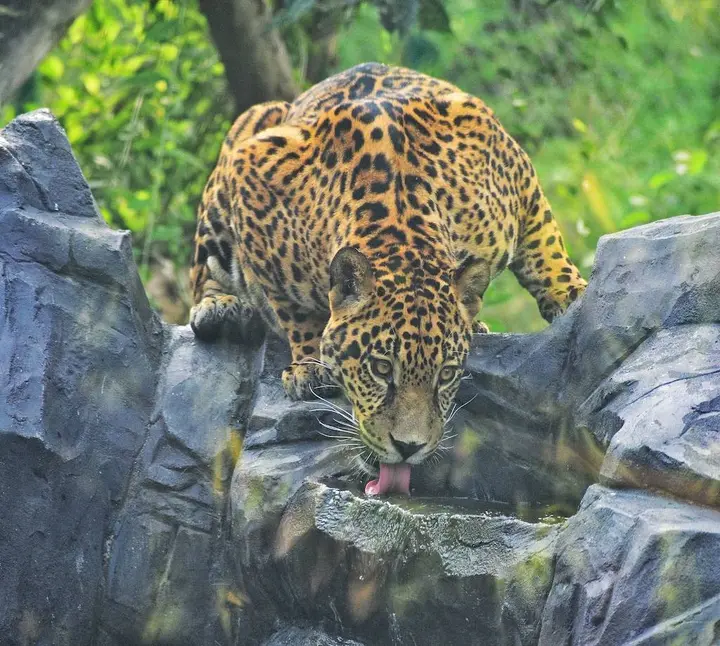 Jungle Safari in Ekta Nagar