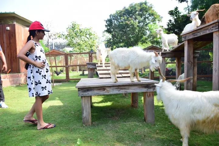 Pets Zone